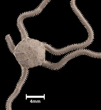Media type: image;   Invertebrate Zoology OPH-1495 Aspect: dorsal